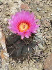 Echinocactus horizonthalonius horizonthalonius
