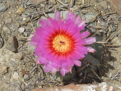 Echinocactus horizonthalonius horizonthalonius