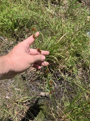 Rhynchospora glomerata angusta