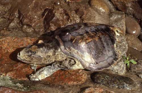 Lepidochelys kempii