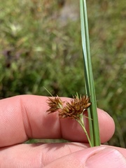 Rhynchospora glomerata angusta