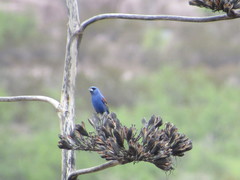 Passerina caerulea