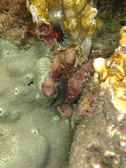 Ophioblennius macclurei