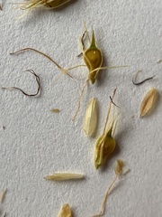 Rhynchospora glomerata angusta
