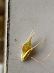 Rhynchospora glomerata angusta