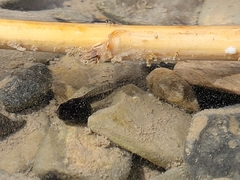 Pseudacris hypochondriaca