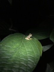 Dendropsophus ebraccatus