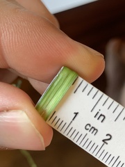 Rhynchospora glomerata angusta