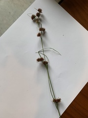 Rhynchospora glomerata angusta