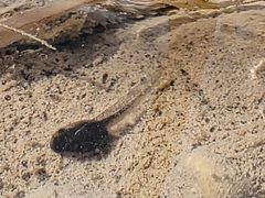 Pseudacris hypochondriaca