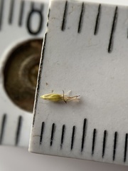 Rhynchospora glomerata angusta