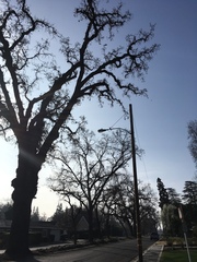 Quercus lobata