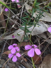 Tetratheca ericifolia