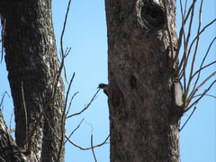 Melanerpes erythrocephalus