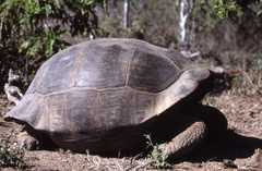 Chelonoidis niger vandenburghi