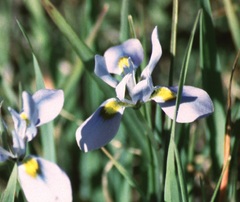 Moraea ciliata