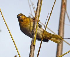 Icterus abeillei