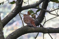 Paraclaravis mondetoura