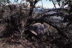 Chelonoidis niger vandenburghi