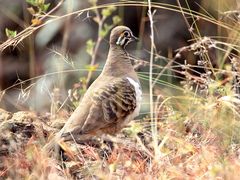 Geophaps scripta