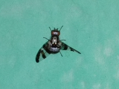 Dyscrasis hendeli