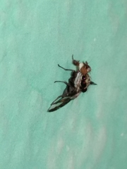 Dyscrasis hendeli