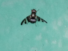 Dyscrasis hendeli