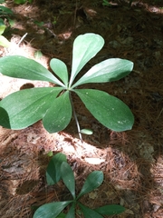 Isotria verticillata