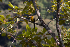 Pteroglossus bailloni