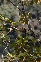 Pteroglossus bailloni