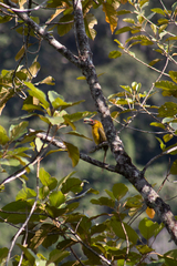 Pteroglossus bailloni