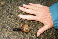 Euhadra decorata