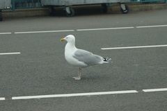 Larus argentatus