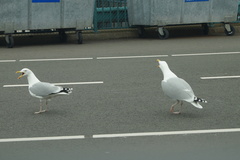 Larus argentatus