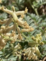 Astragalus gibbsii