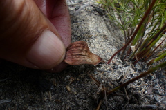 Eriospermum dielsianum