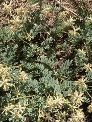Astragalus gibbsii