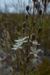 Eriospermum dielsianum