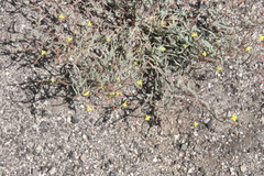 Camissonia pusilla