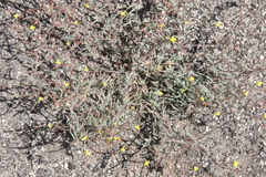 Camissonia pusilla