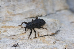 Poropterus melancholicus