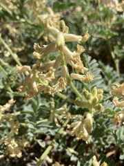 Astragalus gibbsii