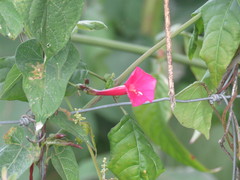 Ipomoea tubulata