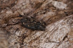 Poropterus melancholicus