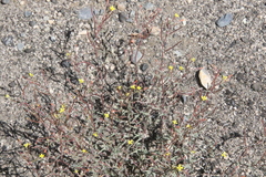 Camissonia pusilla
