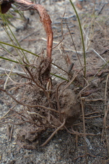 Eriospermum dielsianum