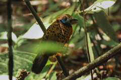 Phaenostictus mcleannani