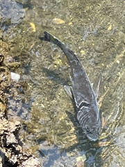Acanthopagrus schlegelii