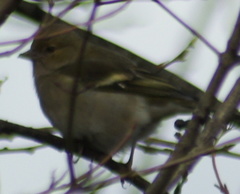 Fringilla coelebs