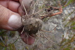 Eriospermum dielsianum